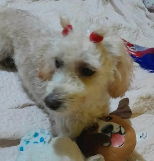 Cachorro raça  idade 1 ano nome Esther