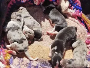 Cachorro raça Não sei a raça  idade Abaixo de 2 meses nome Milly 