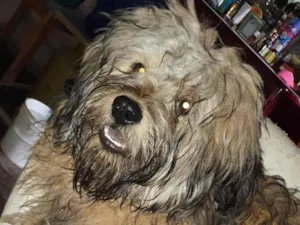 Cachorro raça SRD-ViraLata idade 2 anos nome Fred