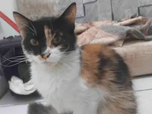 Gato raça SRD-ViraLata idade 1 ano nome LUNA