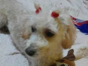 Cachorro raça  idade 1 ano nome Esther