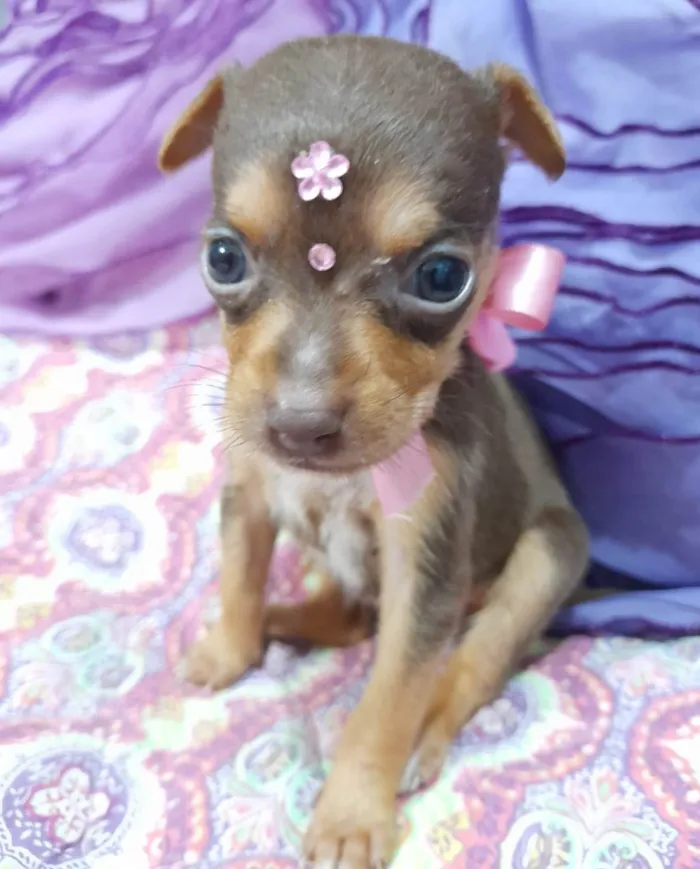 Cachorro ra a SRD-ViraLata idade Abaixo de 2 meses nome Filhotes 35 dias