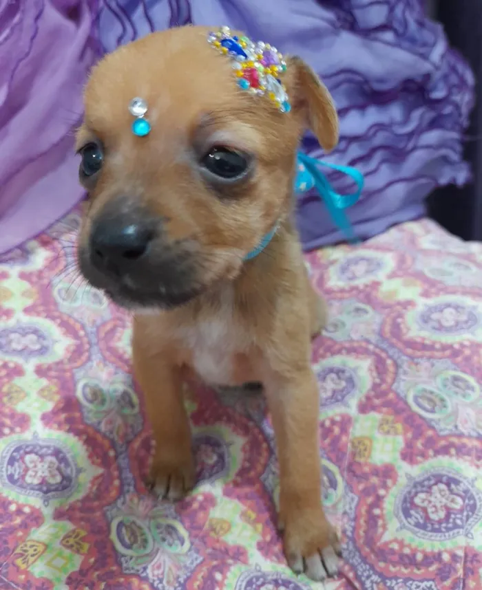 Cachorro ra a SRD-ViraLata idade Abaixo de 2 meses nome Filhotes 35 dias
