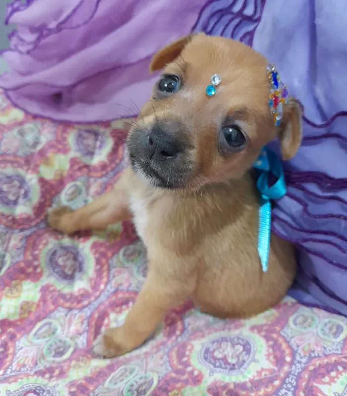 Cachorro ra a SRD-ViraLata idade Abaixo de 2 meses nome Filhotes 35 dias