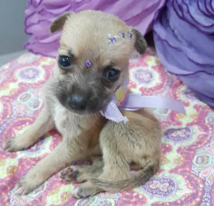 Cachorro ra a SRD-ViraLata idade Abaixo de 2 meses nome Filhotes 35 dias