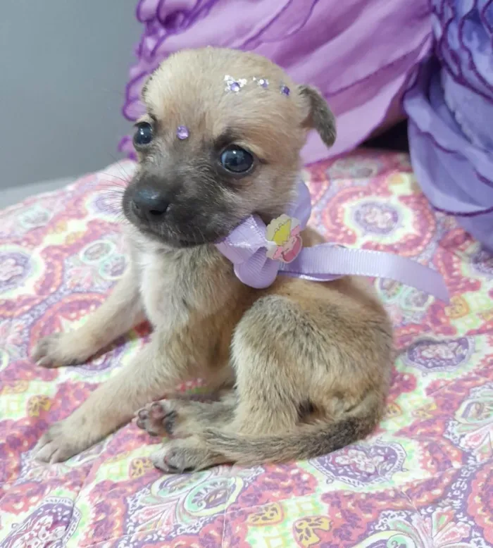 Cachorro ra a SRD-ViraLata idade Abaixo de 2 meses nome Filhotes 35 dias