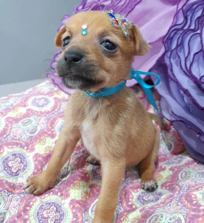 Cachorro ra a SRD-ViraLata idade Abaixo de 2 meses nome Filhotes 35 dias