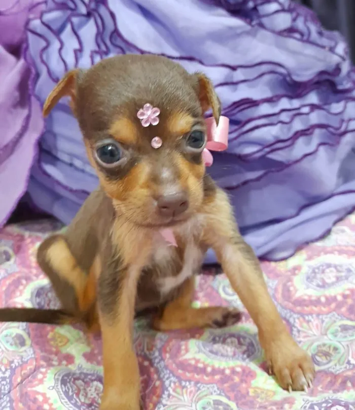 Cachorro ra a SRD-ViraLata idade Abaixo de 2 meses nome Filhotes 35 dias