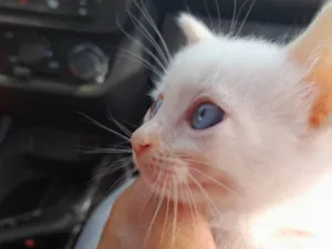 Gato raça Srd idade 2 a 6 meses nome Anjinho