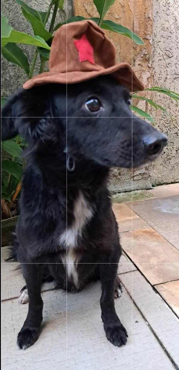 Cachorro ra a Srd idade 5 anos nome Pedrinho