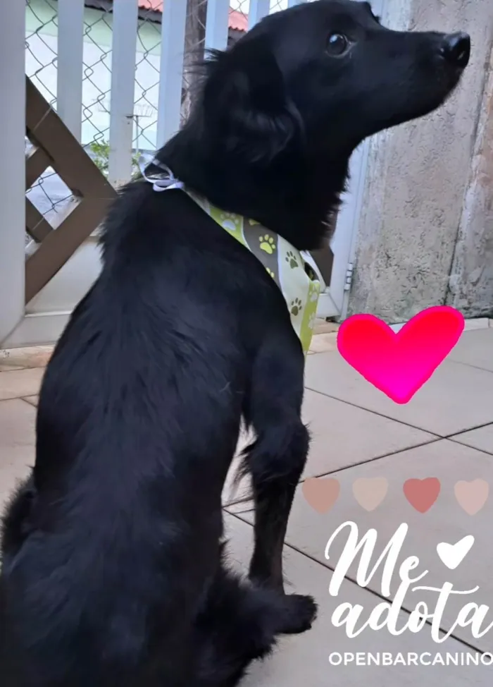 Cachorro ra a Srd idade 5 anos nome Pedrinho