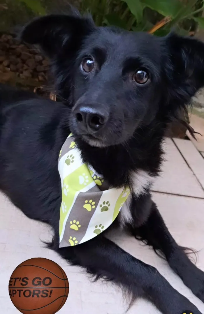 Cachorro ra a Srd idade 5 anos nome Pedrinho