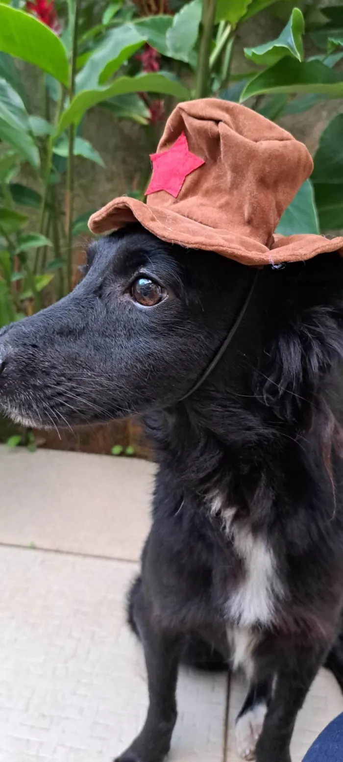 Cachorro ra a Srd idade 5 anos nome Pedrinho