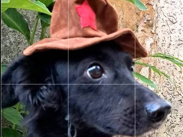 Cachorro ra a Srd idade 5 anos nome Pedrinho