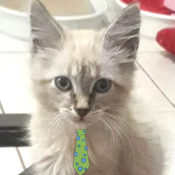 Gato ra a Mestico idade 2 a 6 meses nome Floquinho 