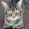 Tom 