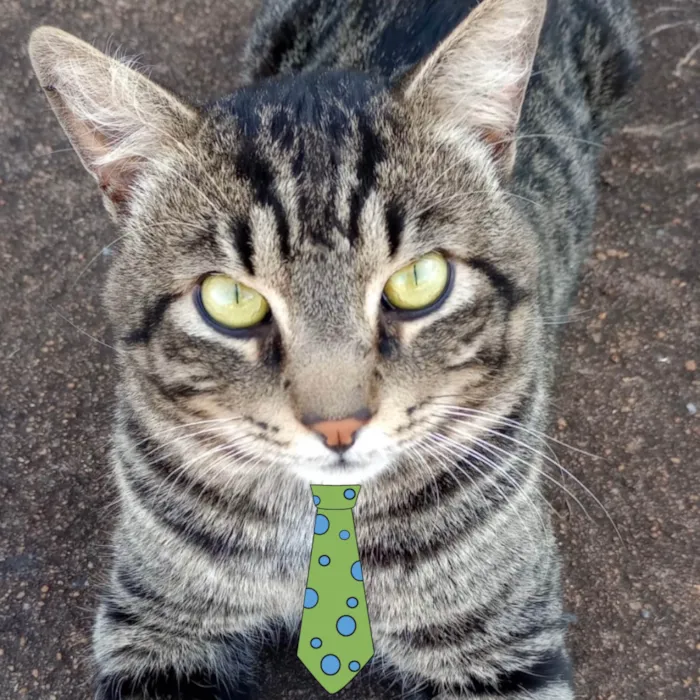 Gato ra a Mestico  idade 2 a 6 meses nome Tom 