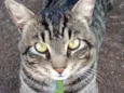 Tom 