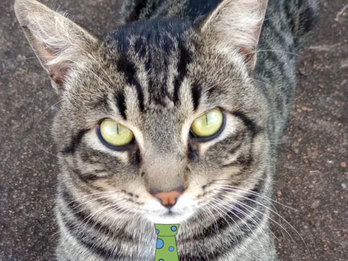 Gato ra a Mestico  idade 2 a 6 meses nome Tom 