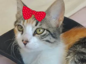 Gato raça Mestica  idade 2 a 6 meses nome Leona 