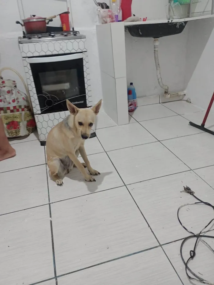 Cachorro ra a SRD-ViraLata com Pincher  idade 7 a 11 meses nome Sofia 