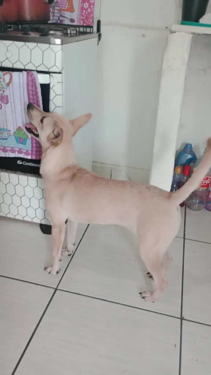 Cachorro ra a SRD-ViraLata com Pincher  idade 7 a 11 meses nome Sofia 