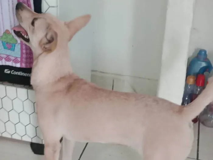 Cachorro ra a SRD-ViraLata com Pincher  idade 7 a 11 meses nome Sofia 