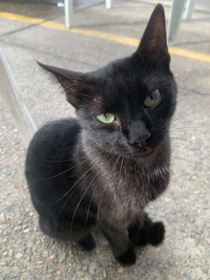Gato raça SRD-ViraLata idade 2 a 6 meses nome Joana Dark