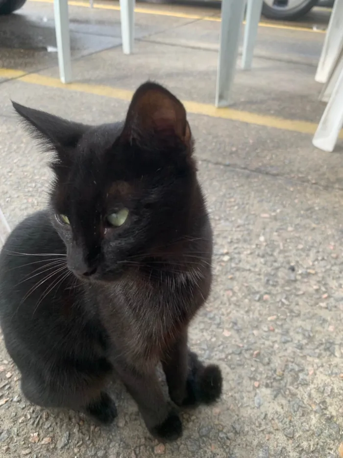 Gato raça SRD-ViraLata idade 2 a 6 meses nome Joana Dark