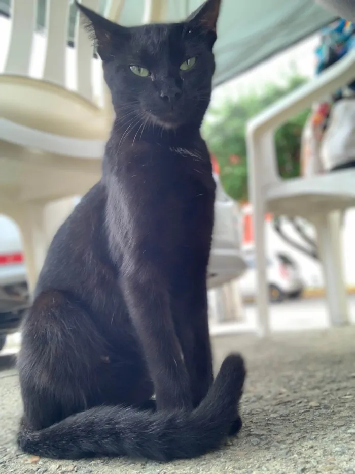 Gato raça SRD-ViraLata idade 2 a 6 meses nome Joana Dark