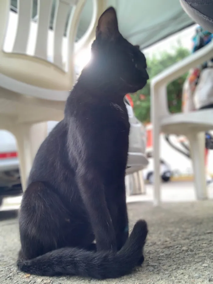 Gato raça SRD-ViraLata idade 2 a 6 meses nome Joana Dark
