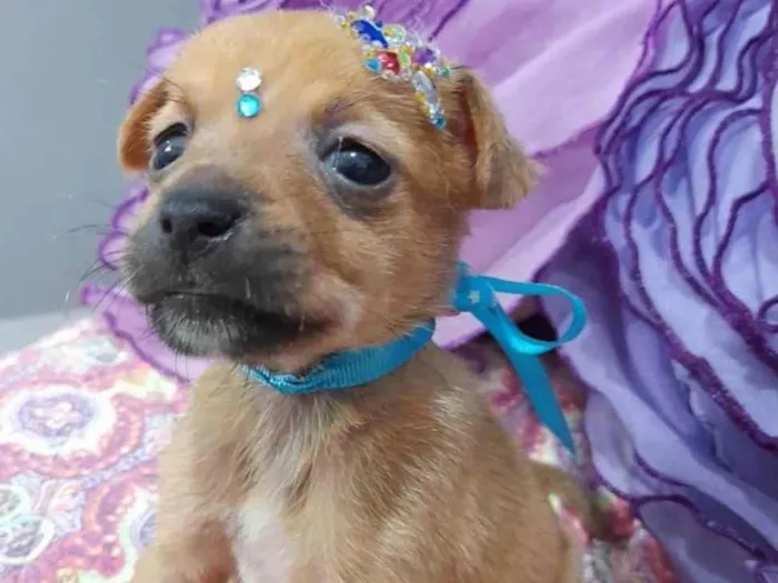 Cachorro ra a SRD-ViraLata idade Abaixo de 2 meses nome Filhotes 35 dias
