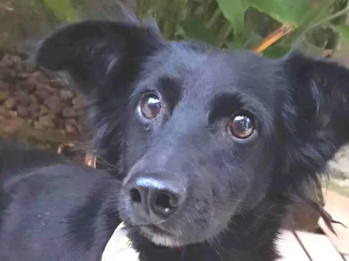 Cachorro ra a Srd idade 5 anos nome Pedrinho