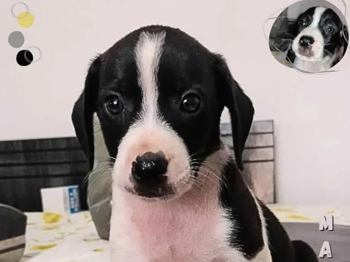 Cachorro ra a SRD idade Abaixo de 2 meses nome Sem nomes