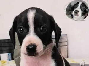 Cachorro raça SRD idade Abaixo de 2 meses nome Sem nomes