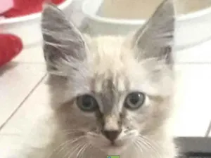 Gato raça Mestico idade 2 a 6 meses nome Floquinho 