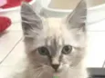 Floquinho