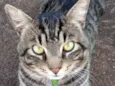 Tom 