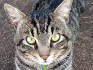 Gato raça Mestico  idade 2 a 6 meses nome Tom 