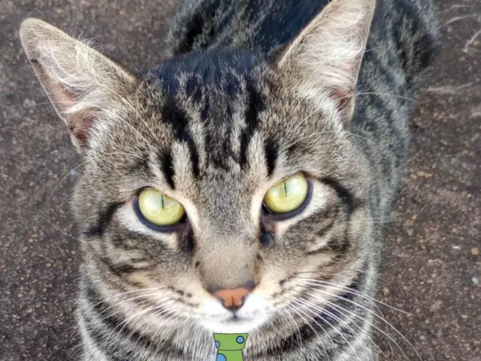 Gato ra a Mestico  idade 2 a 6 meses nome Tom 