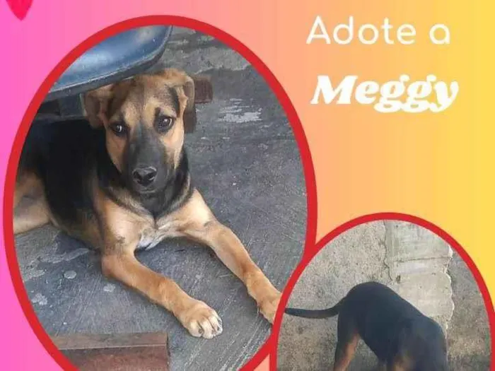 Cachorro raça SRD idade 2 a 6 meses nome Meggy 