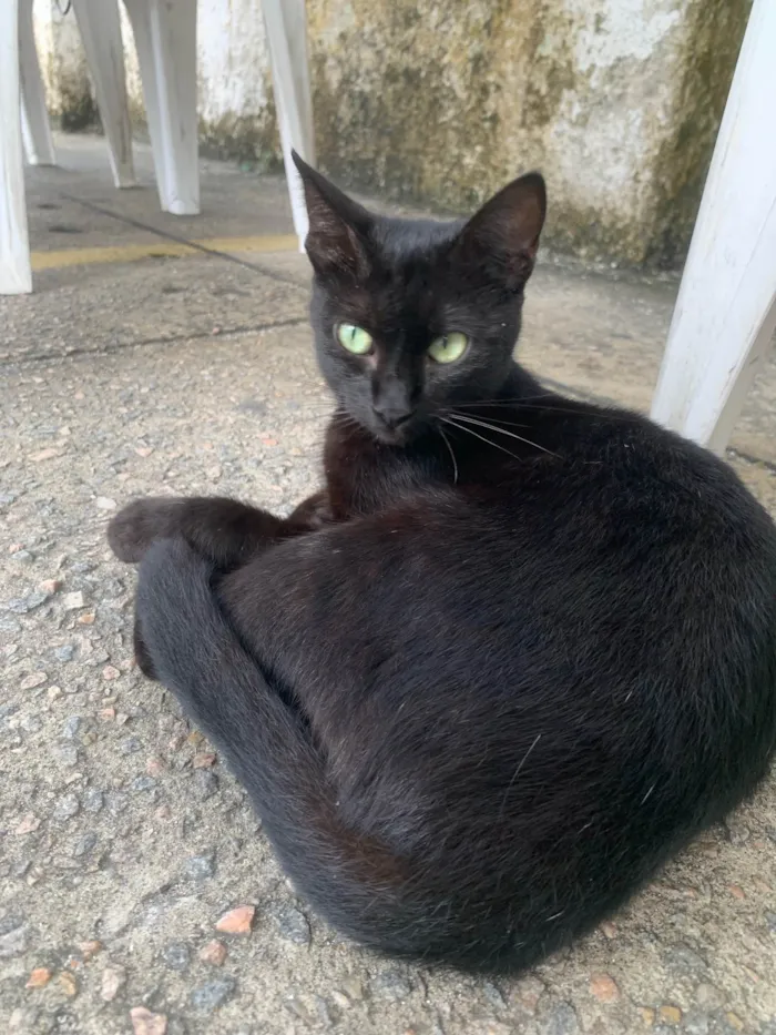 Gato raça SRD-ViraLata idade 2 a 6 meses nome Joana Dark