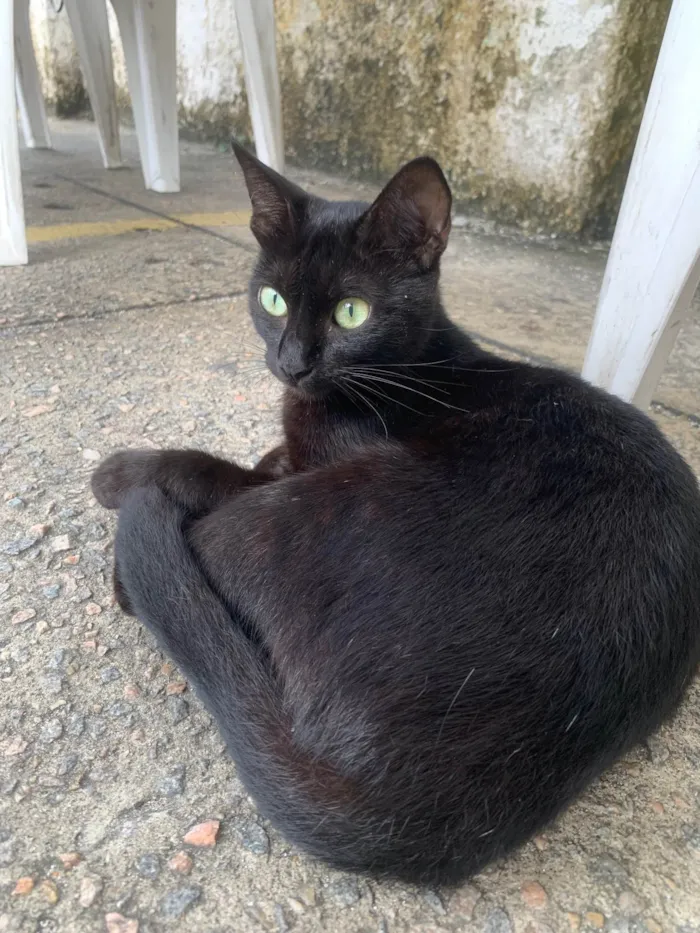 Gato raça SRD-ViraLata idade 2 a 6 meses nome Joana Dark