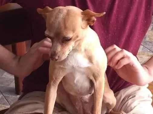 Cachorro ra a Chihuahua idade 6 ou mais anos nome Luluzinha ( Lulu)