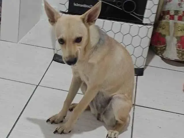 Cachorro ra a SRD-ViraLata com Pincher  idade 7 a 11 meses nome Sofia 