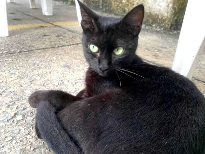 Gato raça SRD-ViraLata idade 2 a 6 meses nome Joana Dark