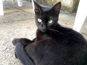 Gato raça SRD-ViraLata idade 2 a 6 meses nome Joana Dark