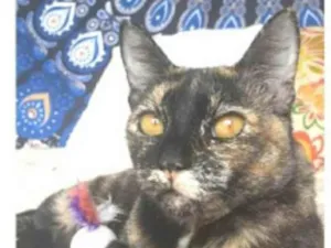 Gato raça srd escaminha  idade 2 anos nome LUÍSA