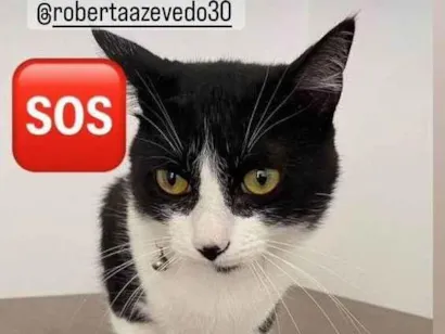 Gato raça SRD-ViraLata idade 1 ano nome Frajola