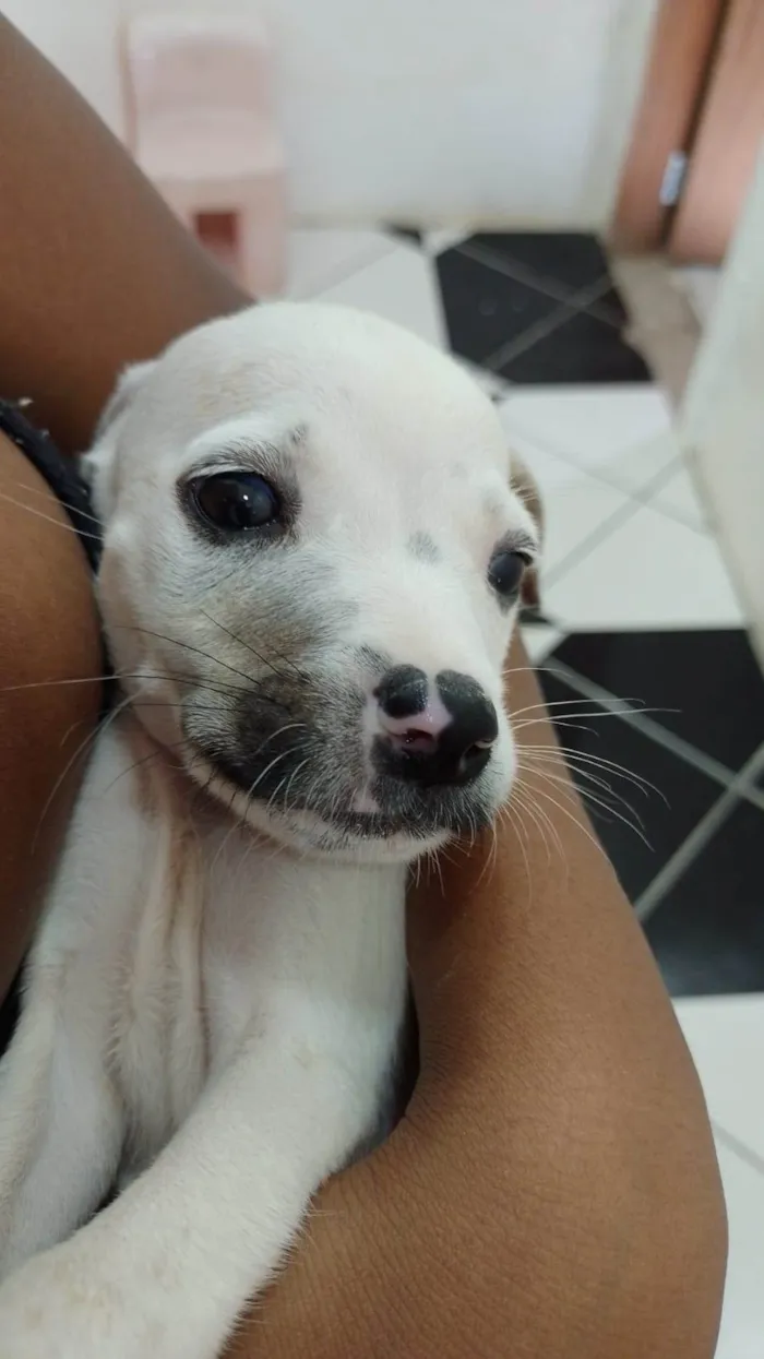 Cachorro ra a misto idade 2 a 6 meses nome lola